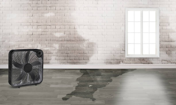 Best Professional water damage repair  in West Hills, PA